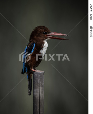 White-throated Kingfisher on dry branch animal porttrait shot. White-throated Kingfisher on dry branch animal porttrait shot. 106913392