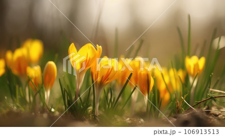 Purple spring crocus flowers growth in the snow 106913513