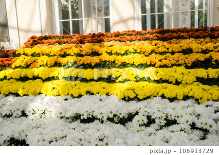 ガラスハウスの中に沢山一列に並べられた色々なカラーの菊の花壇　ロンドン郊外のキューガーデンにて 106913729