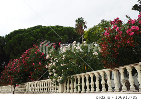 Oleander, Nerium oleander Apocynaceae, is a poisonous shrub. It is used in gardens because of its pink flowers. Coast of Herceg Novi Montenegro. Adriatic Sea Mediterranean. Beautiful white balustrade Oleander, Nerium oleander Apocynaceae, is a poisonous shrub. It is used in gardens because of its pink flowers. Coast of Herceg Novi Montenegro. Adriatic Sea Mediterranean. Beautiful white balustrade 106913785