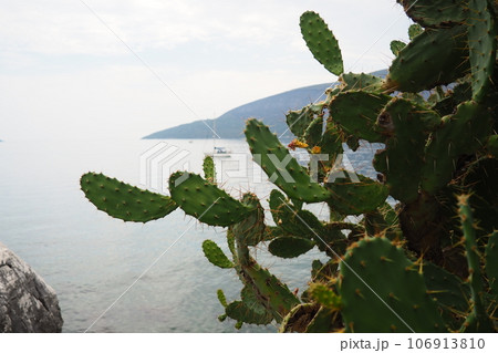 Opuntia, the prickly pear cactus, is a genus of flowering plants in the cactus family Cactaceae is named for the Ancient Greek city of Opus, , many known for their flavorful fruit and showy flowers 106913810