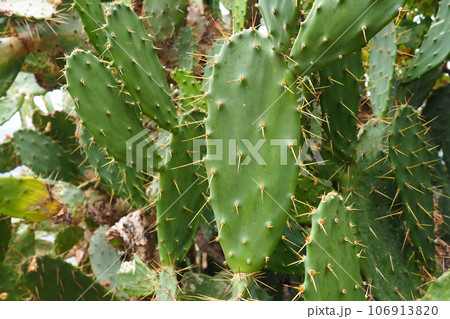 Opuntia, the prickly pear cactus, is a genus of flowering plants in the cactus family Cactaceae is named for the Ancient Greek city of Opus, , many known for their flavorful fruit and showy flowers 106913820