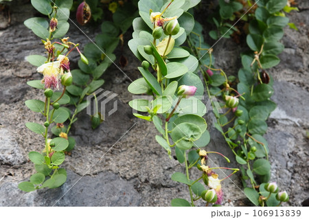 Capparis spinosa, the caper bush, Flinders rose, is a perennial plant that bears rounded, fleshy leaves and large white to pinkish-white flowers. Edible flower buds capers and the fruit caper berries. Capparis spinosa, the caper bush, Flinders rose, is a perennial plant that bears rounded, fleshy leaves and large white to pinkish-white flowers. Edible flower buds capers and the fruit caper berries. 106913839