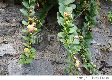 Capparis spinosa, the caper bush, Flinders rose, is a perennial plant that bears rounded, fleshy leaves and large white to pinkish-white flowers. Edible flower buds capers and the fruit caper berries. Capparis spinosa, the caper bush, Flinders rose, is a perennial plant that bears rounded, fleshy leaves and large white to pinkish-white flowers. Edible flower buds capers and the fruit caper berries. 106913840