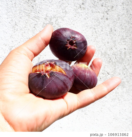 Fig or fig tree, or common fig tree, or Ficus carica is a subtropical deciduous plant of the genus Ficus of the Mulberry family. Healthy food. Ripe purple fig fruits in the palm of woman hand 106913862