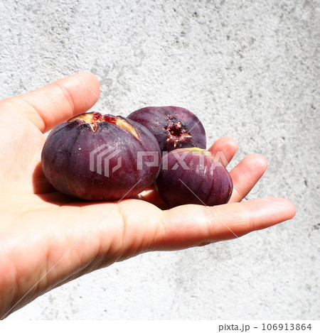 Fig or fig tree, or common fig tree, or Ficus carica is a subtropical deciduous plant of the genus Ficus of the Mulberry family. Healthy food. Ripe purple fig fruits in the palm of woman hand Fig or fig tree, or common fig tree, or Ficus carica is a subtropical deciduous plant of the genus Ficus of the Mulberry family. Healthy food. Ripe purple fig fruits in the palm of woman hand 106913864