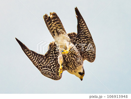 ハヤブサ 106913948