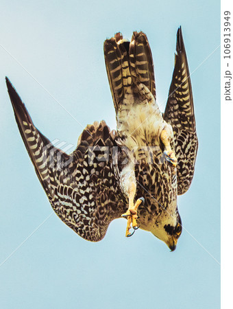 ハヤブサの写真素材 [106913949] - PIXTA