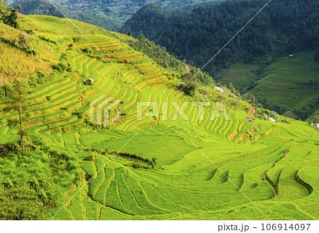 Amazing landscape with terraced rice field in the mountains of Mu Cang Chai, Yen Bai Province, northern Vietnam 106914097
