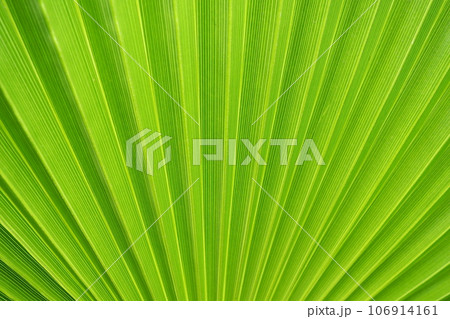 Palm leaves texture with shadow and light. Palm leaves of bright green and yellow colors. Tropical beautiful background. Summer beach tourism. Pleated leaves Palm leaves texture with shadow and light. Palm leaves of bright green and yellow colors. Tropical beautiful background. Summer beach tourism. Pleated leaves 106914161