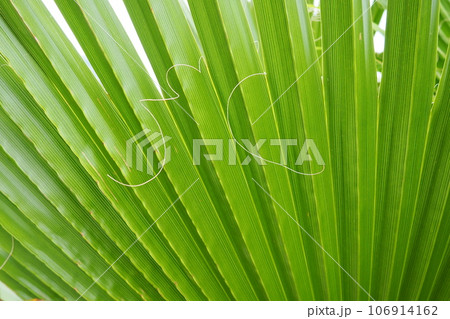 Palm leaves texture with shadow and light. Palm leaves of bright green and yellow colors. Tropical beautiful background. Summer beach tourism. Pleated leaves Palm leaves texture with shadow and light. Palm leaves of bright green and yellow colors. Tropical beautiful background. Summer beach tourism. Pleated leaves 106914162