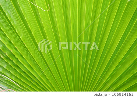 Palm leaves texture with shadow and light. Palm leaves of bright green and yellow colors. Tropical beautiful background. Summer beach tourism. Pleated leaves Palm leaves texture with shadow and light. Palm leaves of bright green and yellow colors. Tropical beautiful background. Summer beach tourism. Pleated leaves 106914163