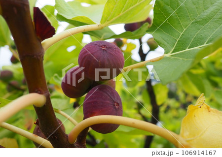 Fig, or fig tree, or common fig tree Ficus carica is a subtropical deciduous plant of the genus Ficus of the Mulberry family. Figs on a branch. Garden plants. Ripe green red fig in a garden or farm. Fig, or fig tree, or common fig tree Ficus carica is a subtropical deciduous plant of the genus Ficus of the Mulberry family. Figs on a branch. Garden plants. Ripe green red fig in a garden or farm. 106914167