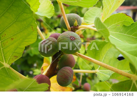 Fig, or fig tree, or common fig tree Ficus carica is a subtropical deciduous plant of the genus Ficus of the Mulberry family. Figs on a branch. Garden plants. Ripe green red fig in a garden or farm. 106914168