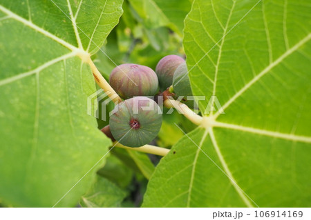 Fig, or fig tree, or common fig tree Ficus carica is a subtropical deciduous plant of the genus Ficus of the Mulberry family. Figs on a branch. Garden plants. Ripe green red fig in a garden or farm. 106914169