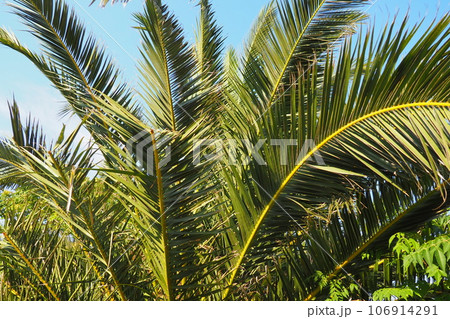 Palm branches against the blue sky. Sunny weather. Vacation at the resort. Coconut and date leaves sway. The blue sky. Tourism and travel to tropical place. Montenegro, palm trees. Plage holiday Palm branches against the blue sky. Sunny weather. Vacation at the resort. Coconut and date leaves sway. The blue sky. Tourism and travel to tropical place. Montenegro, palm trees. Plage holiday 106914291