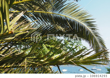 Palm branches against the blue sky. Sunny weather. Vacation at the resort. Coconut and date leaves sway. The blue sky. Tourism and travel to tropical place. Montenegro, palm trees. Plage holiday Palm branches against the blue sky. Sunny weather. Vacation at the resort. Coconut and date leaves sway. The blue sky. Tourism and travel to tropical place. Montenegro, palm trees. Plage holiday 106914293
