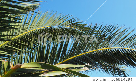 Palm branches against the blue sky. Sunny weather. Vacation at the resort. Coconut and date leaves sway. The blue sky. Tourism and travel to tropical place. Montenegro, palm trees. Plage holiday 106914294