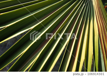 Palm leaves texture with shadow and light. Palm leaves of bright green color. Tropical beautiful background. Summer beach tourism Palm leaves texture with shadow and light. Palm leaves of bright green color. Tropical beautiful background. Summer beach tourism 106914301