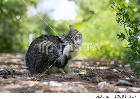 目をかくかわいい野良猫 目をかくかわいい野良猫 106914317