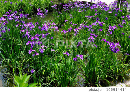城北公園の菖蒲園 城北菖蒲園 の 菖蒲の群生 城北公園の菖蒲園 城北菖蒲園 の 菖蒲の群生 106914414