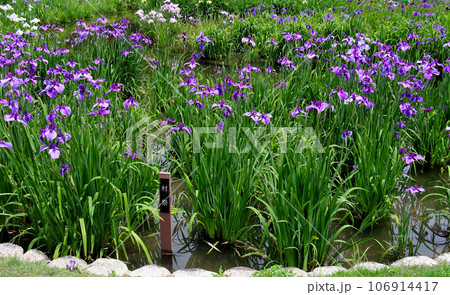 城北公園の菖蒲園　城北菖蒲園　の　菖蒲の群生 106914417