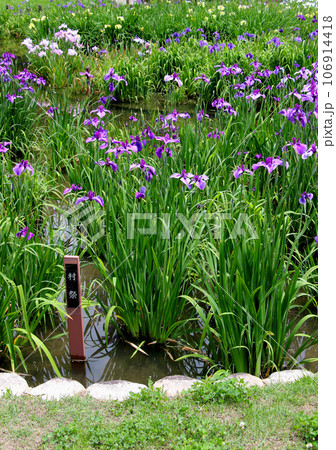 城北公園の菖蒲園　城北菖蒲園　の　菖蒲の群生 106914418