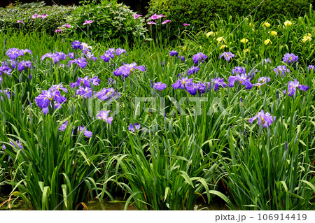 城北公園の菖蒲園 城北菖蒲園 の 菖蒲の群生 城北公園の菖蒲園 城北菖蒲園 の 菖蒲の群生 106914419