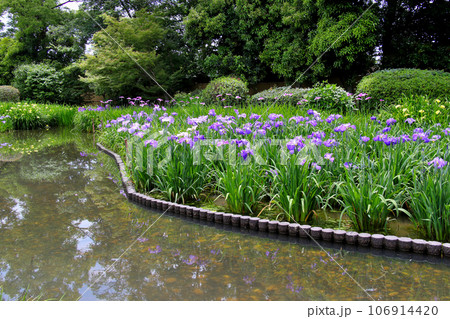 城北公園の菖蒲園 城北菖蒲園 の 菖蒲の群生 城北公園の菖蒲園 城北菖蒲園 の 菖蒲の群生 106914420