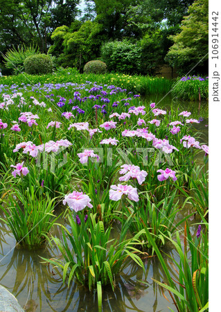 城北公園の菖蒲園　城北菖蒲園　の　菖蒲の群生 106914442