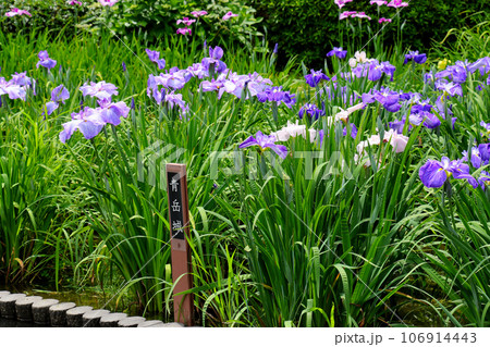 城北公園の菖蒲園 城北菖蒲園 の 菖蒲の群生 城北公園の菖蒲園 城北菖蒲園 の 菖蒲の群生 106914443