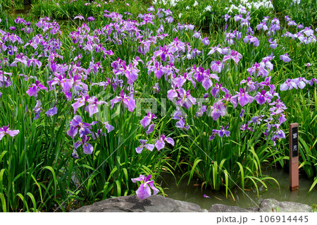 城北公園の菖蒲園　城北菖蒲園　の　菖蒲の群生 106914445