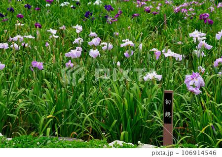 城北公園の菖蒲園　城北菖蒲園　の　菖蒲の群生 106914546