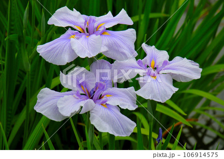 城北公園の菖蒲園　城北菖蒲園　の　ピンクの菖蒲 106914575