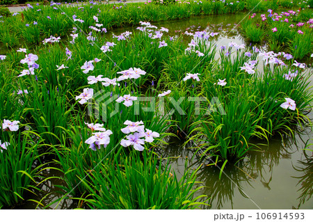 城北公園の菖蒲園　城北菖蒲園　の　菖蒲の群生 106914593