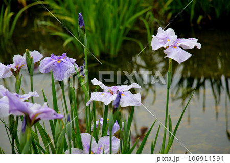 城北公園の菖蒲園　城北菖蒲園　の　ピンクの菖蒲 106914594