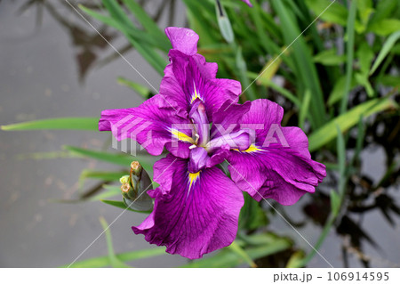 城北公園の菖蒲園　城北菖蒲園　の　濃いピンクの菖蒲 106914595