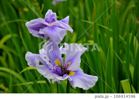 城北公園の菖蒲園　城北菖蒲園　の　薄紫の菖蒲 106914596