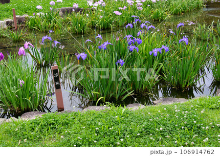 城北公園の菖蒲園 城北菖蒲園 の 菖蒲の群生 城北公園の菖蒲園 城北菖蒲園 の 菖蒲の群生 106914762