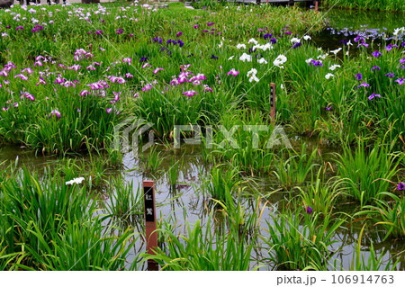 城北公園の菖蒲園 城北菖蒲園 の 菖蒲の群生 城北公園の菖蒲園 城北菖蒲園 の 菖蒲の群生 106914763