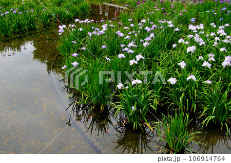 城北公園の菖蒲園　城北菖蒲園　の　菖蒲の群生 106914764