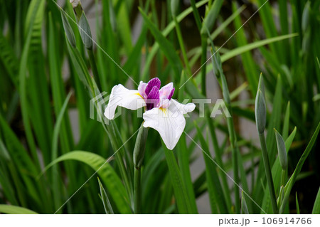 城北公園の菖蒲園　城北菖蒲園　の　可憐な菖蒲 106914766