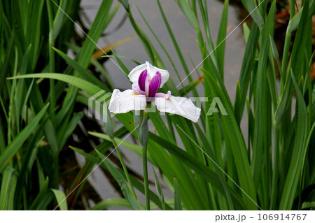 城北公園の菖蒲園　城北菖蒲園　の　　の　可憐な菖蒲 106914767