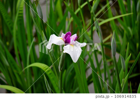 城北公園の菖蒲園　城北菖蒲園　の　　の　可憐な菖蒲 106914835