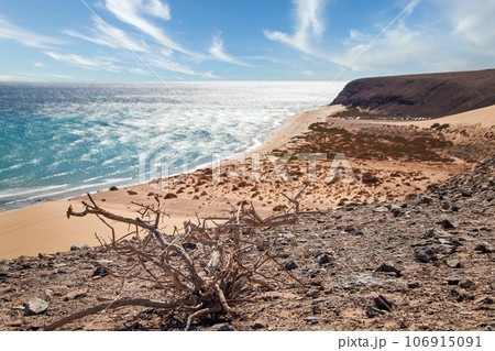 View over blurred wide bathing bay in background on Canary Islands with dry wooden root in foreground 106915091