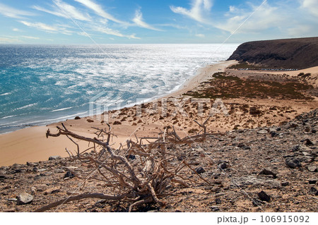 View over a wide beautiful bathing bay on the Canary Island Fuerteventura in the Atlantic Ocean with a dry wooden root in the foreground 106915092