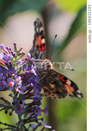 Butterfly Painted Lady, latin name Vanessa cardui sits on the purple flowers of summer lilac, called Buddleja davidii Butterfly Painted Lady, latin name Vanessa cardui sits on the purple flowers of summer lilac, called Buddleja davidii 106915105