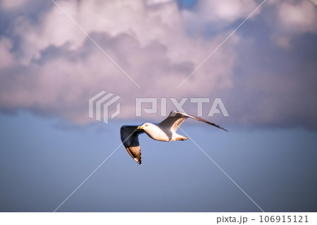 Seagull flying in front of light purple clouds 106915121