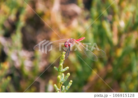 canary red dragonfly, called island darter oder latin name Sympetrum nigrifemur 106915128