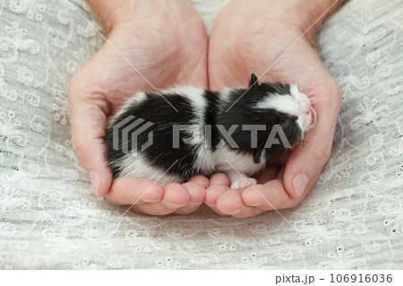 Cute white and black kitten lying on his owner's hands on white cloth background 106916036